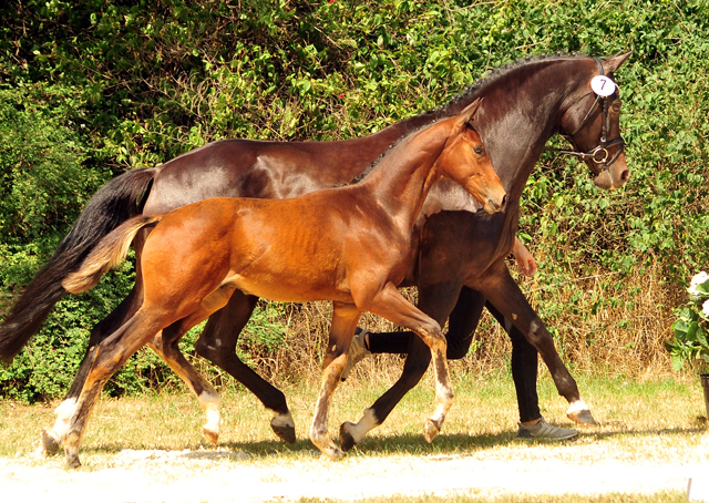 Hengstfohlen von High Motion u.d. Pr.u.Elitestute Koko K v. Kostolany - Gestt Schplitz - Foto: Beate Langels