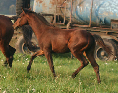 Trakehner Stutfohlen von Kostolany - Summertime - Karon (Fotos folgen)