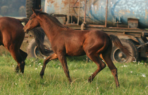 Trakehner Stutfohlen von Kostolany - Summertime - Karon (Fotos folgen)