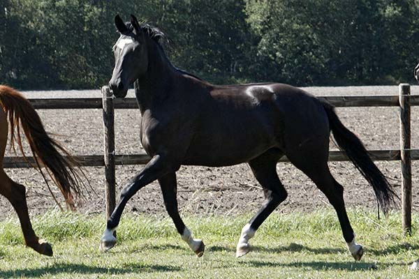 Trakehner Stute Koline von Alter Fritz - im Sommer 2009