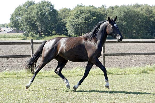 Trakehner Stute Koline von Alter Fritz - im Sommer 2009