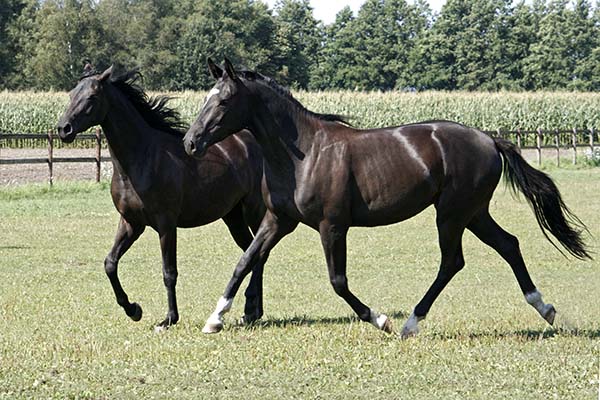 Trakehner Stute Koline von Alter Fritz - im Sommer 2009