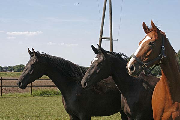 in der Mitte: Trakehner Stute Koline von Alter Fritz - im Sommer 2009