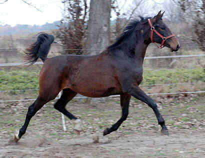 Yearling by Kostolany - Sandro - Inschallah AA