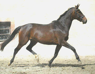 Oldenburger mare by Kostolany - Sandro - Inschallah AA, 3-years olde