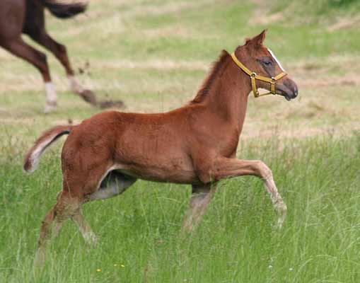 Stutfohlen von Kostolany u.d. Erina v. Caprimond - Falke