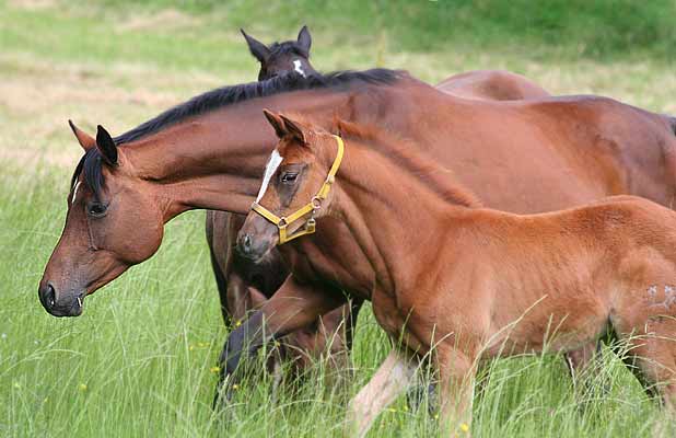 Stutfohlen von Kostolany u.d. Erina v. Caprimond - Falke
