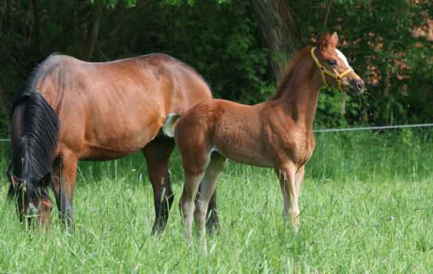 Stutfohlen von Kostolany u.d. Erina v. Caprimond - Falke