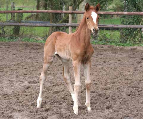 Stutfohlen von Kostolany u.d. Erina v. Caprimond - Falke