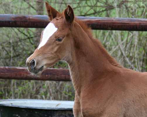Stutfohlen von Kostolany u.d. Erina v. Caprimond - Falke