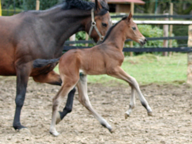 Trakehner Stutfohlen von Saint Cyr u.d. Kosma Shiva v. Herzruf, Foto: Beate Langels, Trakehner Gestt Hmelschenburg