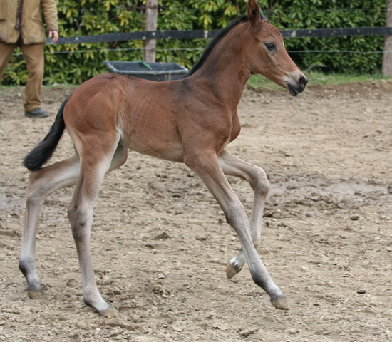 Trakehner Stutfohlen von Saint Cyr u.d. Kosma Shiva v. Herzruf, Foto: Beate Langels, Trakehner Gestt Hmelschenburg