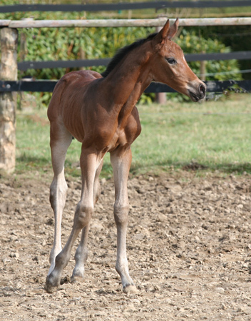 Trakehner Stutfohlen von Saint Cyr u.d. Kosma Shiva v. Herzruf, Foto: Beate Langels, Trakehner Gestt Hmelschenburg