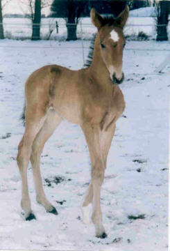 Colt by Schwadroneur out of Kassis by Kostolany