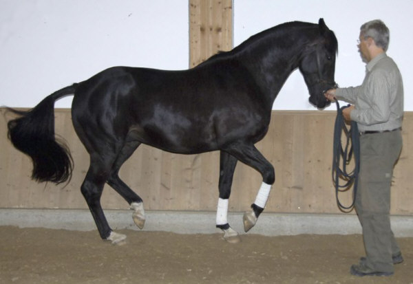 Kronberg v. Kostolany - Sandro im Sommer 2006 - copyright Anja Beran, CH