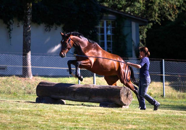 Klassic Summer v. Summertime u.d. Pr.St. Klassic - Trakehner Gestt Hmelschenburg