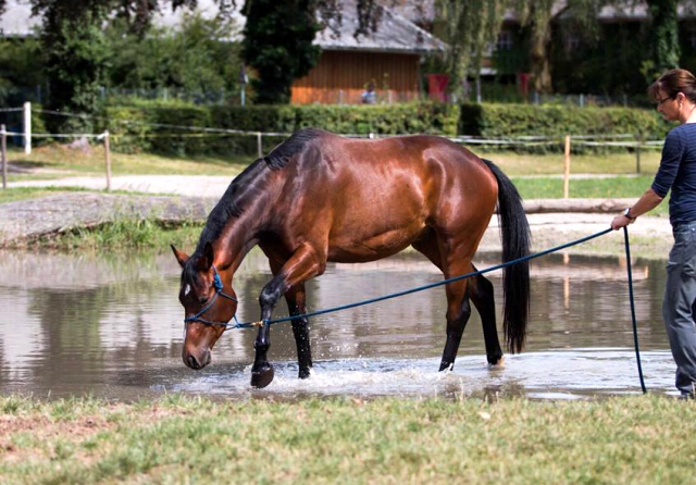 Klassic Summer v. Summertime u.d. Pr.St. Klassic - Trakehner Gestt Hmelschenburg