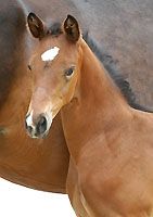 Hengstfohlen von Kostolany u.d. Sorquitten v. Hohenstein, Foto: Peter Richterich