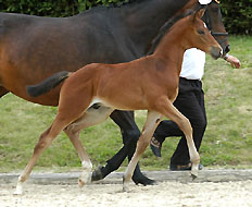 Hengstfohlen von Kostolany - Hohenstein, Foto: Peter Richterich