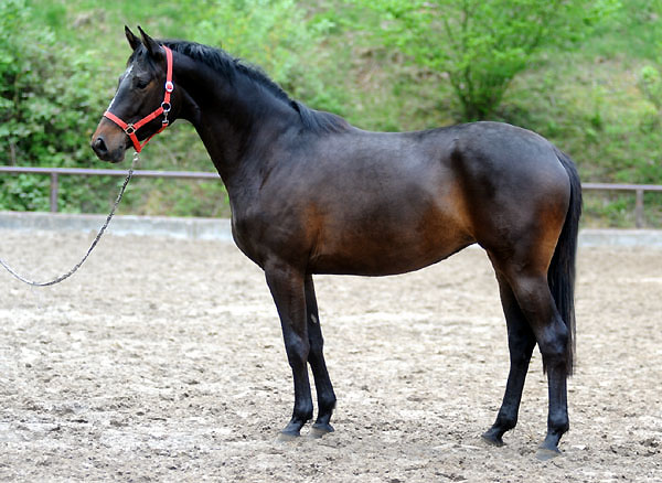 3year old Trakehner Mare Kaiserspiel by Exclusiv out of Kaiserzeit by Summertime - Foto: Beate Langels - Trakehner Gestt Hmelschenburg