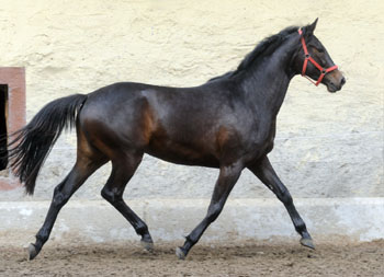 3year old Trakehner Mare Kaiserspiel by Exclusiv out of Kaiserzeit by Summertime  - Foto: Beate Langels - Trakehner Gestt Hmelschenburg