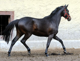 3year old Trakehner Mare Kaiserspiel by Exclusiv out of Kaiserzeit by Summertime  - Foto: Beate Langels - Trakehner Gestt Hmelschenburg