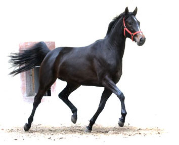 3year old Trakehner Mare Kaiserspiel by Exclusiv out of Kaiserzeit by Summertime  - Foto: Beate Langels - Trakehner Gestt Hmelschenburg