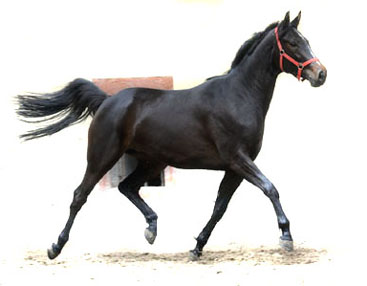 3year old Trakehner Mare Kaiserspiel by Exclusiv out of Kaiserzeit by Summertime  - Foto: Beate Langels - Trakehner Gestt Hmelschenburg