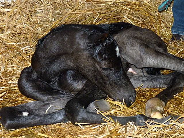 Stutfohlen von Saint Cyr u.d. Emilie v. All Inclusive - Foto: Andrea Lcke