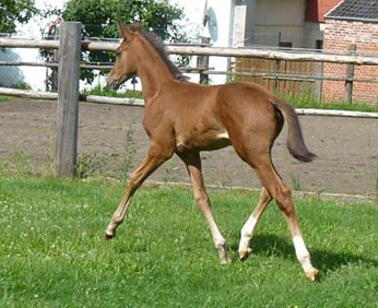 Trakehner Hengstfohlen von High Motion - Foto: Andrea Lcke