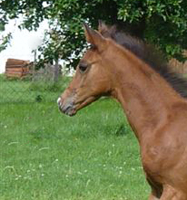 Trakehner Hengstfohlen von High Motion - Foto: Andrea Lcke