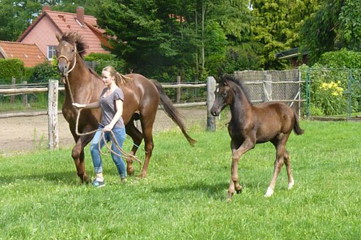 Esm - Trakehner Stutfohlen von Saint Cyr u.d. Emilie v. All Inclusive - Foto: Andrea Lcke