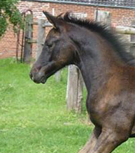 Esm - Trakehner Stutfohlen von Saint Cyr u.d. Emilie v. All Inclusive - Foto: Andrea Lcke