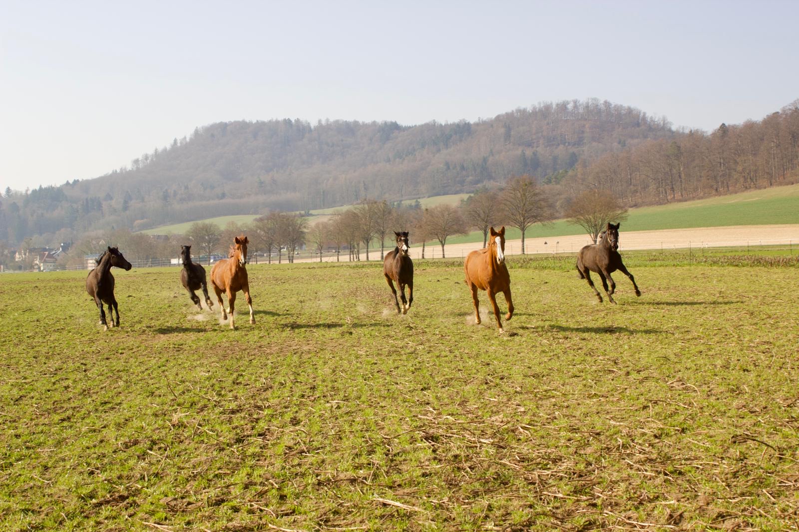 Die Trakehner und Oldenburger Stuten auf der Feldkoppel - Foto: Liv M�LLER