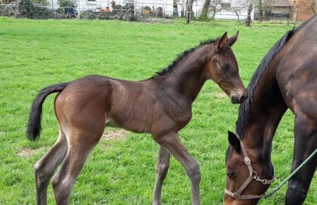 13. April 2016 - Hengstfohlen von Saint Cyr u.d. My Hope v. Contender - Foto: Linse