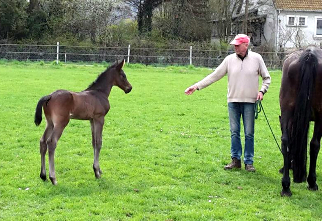 13. April 2016 - Hengstfohlen von Saint Cyr u.d. My Hope v. Contender - Foto: Linse