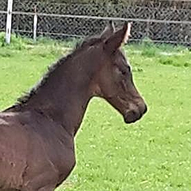 13. April 2016 - Hengstfohlen von Saint Cyr u.d. My Hope v. Contender - Foto: Linse