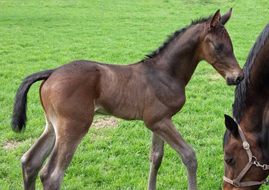 Hengstfohlen von Saint Cyr x Condender - Foto: Linse