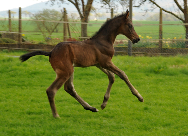 14. April 2016 - Hengstfohlen von Saint Cyr u.d. My Hope v. Contender - Foto: Linse