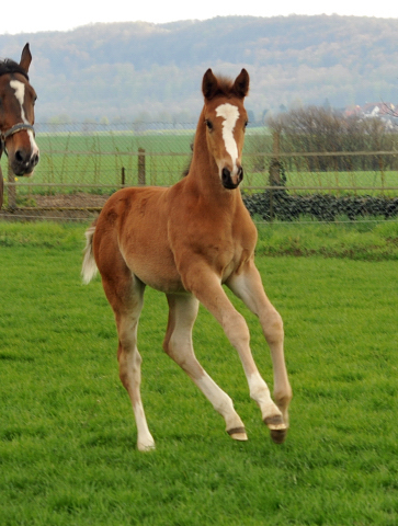 14. April 2016 - Stutfohlen von Saint Cyr u.d. Princess B von Coriander - Foto: Linse