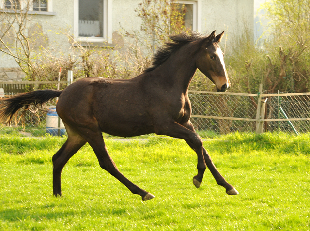 1 Jahr alt: Hengst von Saint Cyr u.d. Princess B von Coriander - Foto: Beate Langels Gestt Hmelschenburg