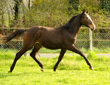 1 Jahr alt: Hengst von Saint Cyr u.d. Princess B von Coriander - Foto: Beate Langels Gestt Hmelschenburg
