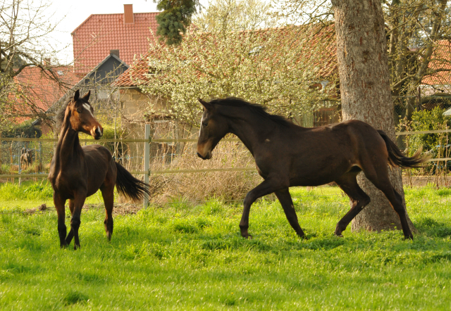 1 Jahr alt: Hengst von Saint Cyr u.d. Princess B von Coriander - Foto: Beate Langels Gestt Hmelschenburg