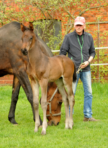 14. April 2016 - Hengstfohlen von Saint Cyr u.d. My Hope v. Contender - Foto: Linse