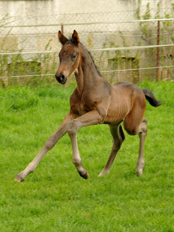 14. April 2016 - Hengstfohlen von Saint Cyr u.d. My Hope v. Contender - Foto: Linse