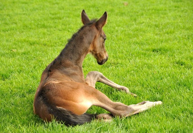 14. April 2016 - Hengstfohlen von Saint Cyr u.d. My Hope v. Contender - Foto: Linse