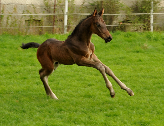 14. April 2016 - Hengstfohlen von Saint Cyr u.d. My Hope v. Contender - Foto: Linse