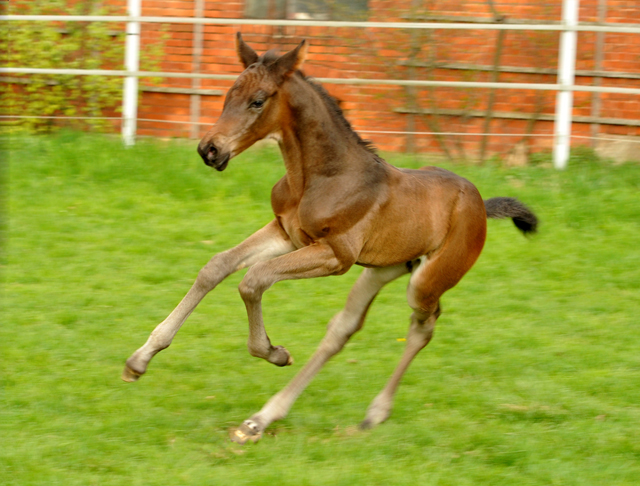 14. April 2016 - Hengstfohlen von Saint Cyr u.d. My Hope v. Contender - Foto: Linse