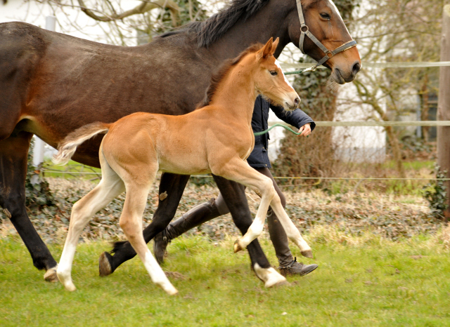 19. Mrz 2016 - Stutfohlen von Saint Cyr u.d. Princess B von Coriander - Foto: Linse