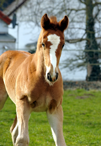 19. Mrz 2016 - Stutfohlen von Saint Cyr u.d. Princess B von Coriander - Foto: Linse